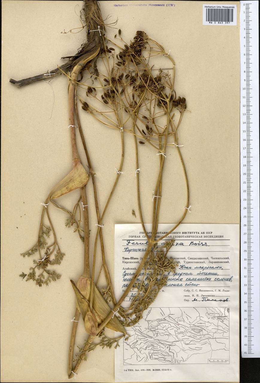 Ferula ovina (Boiss.) Boiss., Middle Asia, Western Tian Shan & Karatau (M3) (Kyrgyzstan)