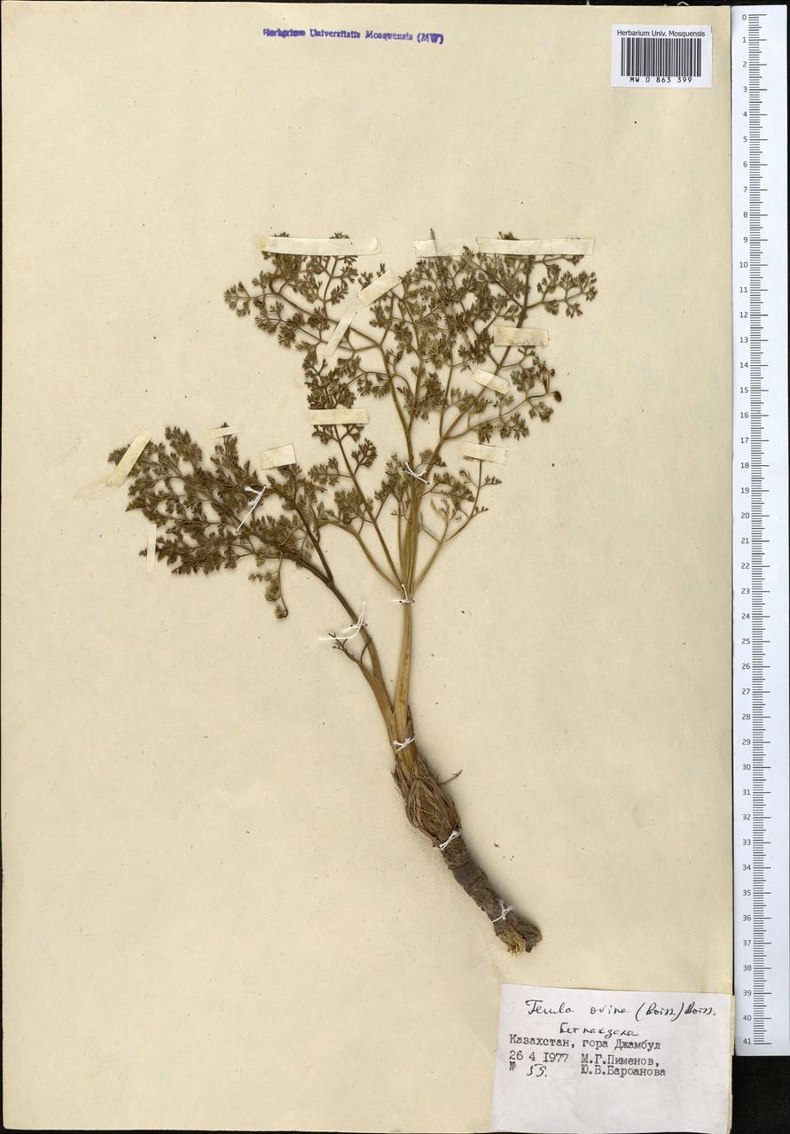 Ferula ovina (Boiss.) Boiss., Middle Asia, Western Tian Shan & Karatau (M3) (Kazakhstan)
