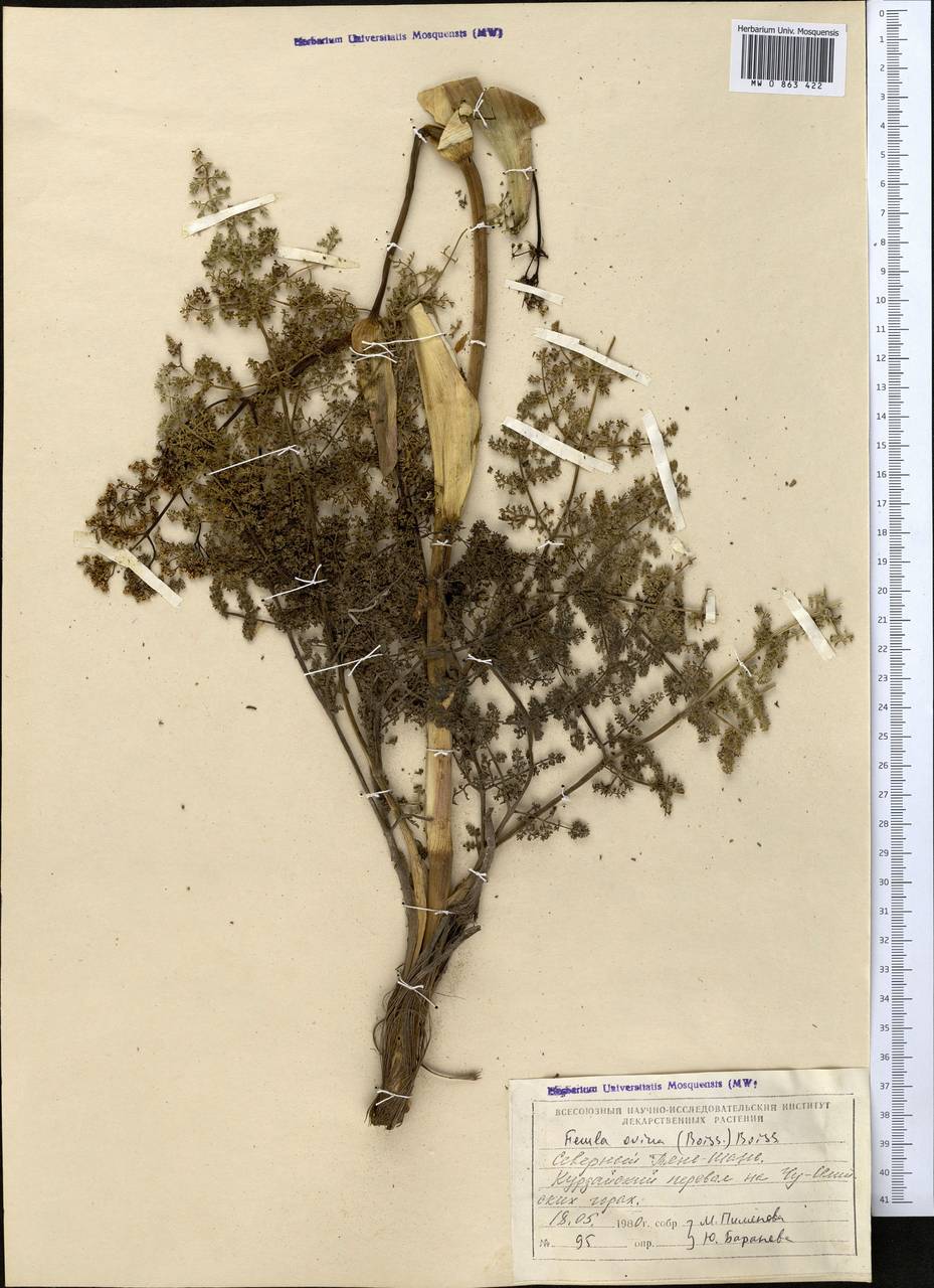 Ferula ovina (Boiss.) Boiss., Middle Asia, Northern & Central Tian Shan (M4) (Kazakhstan)