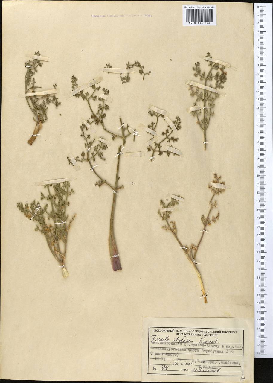 Ferula ovina (Boiss.) Boiss., Middle Asia, Northern & Central Tian Shan (M4) (Kazakhstan)