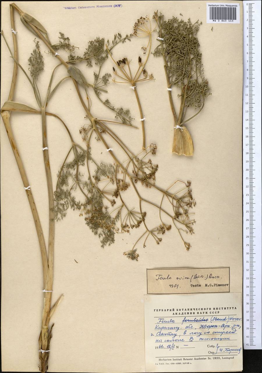 Ferula ovina (Boiss.) Boiss., Middle Asia, Muyunkumy, Balkhash & Betpak-Dala (M9) (Kazakhstan)