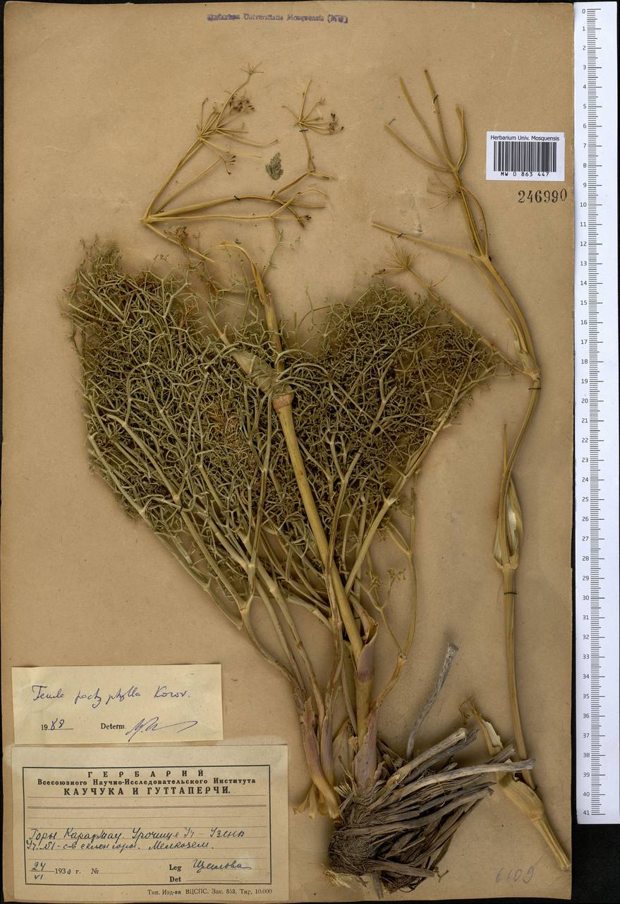 Ferula pachyphylla Korovin, Middle Asia, Western Tian Shan & Karatau (M3) (Kazakhstan)
