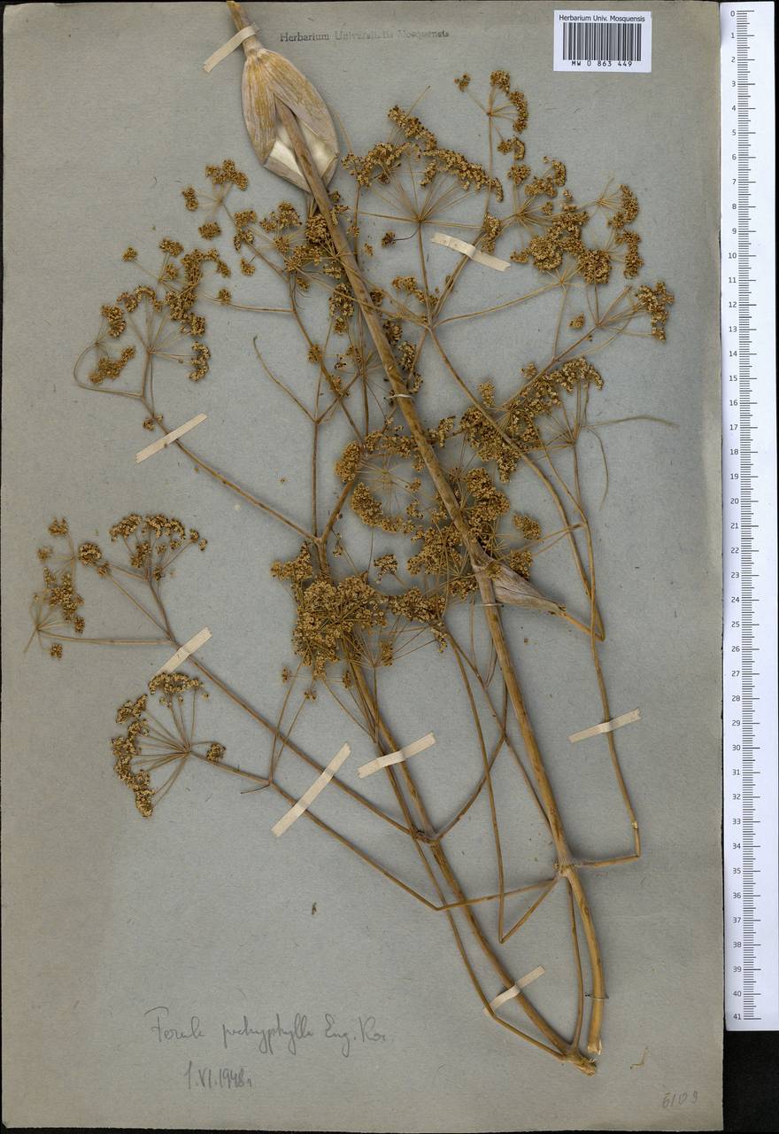 Ferula pachyphylla Korovin, Middle Asia, Western Tian Shan & Karatau (M3) (Not classified)