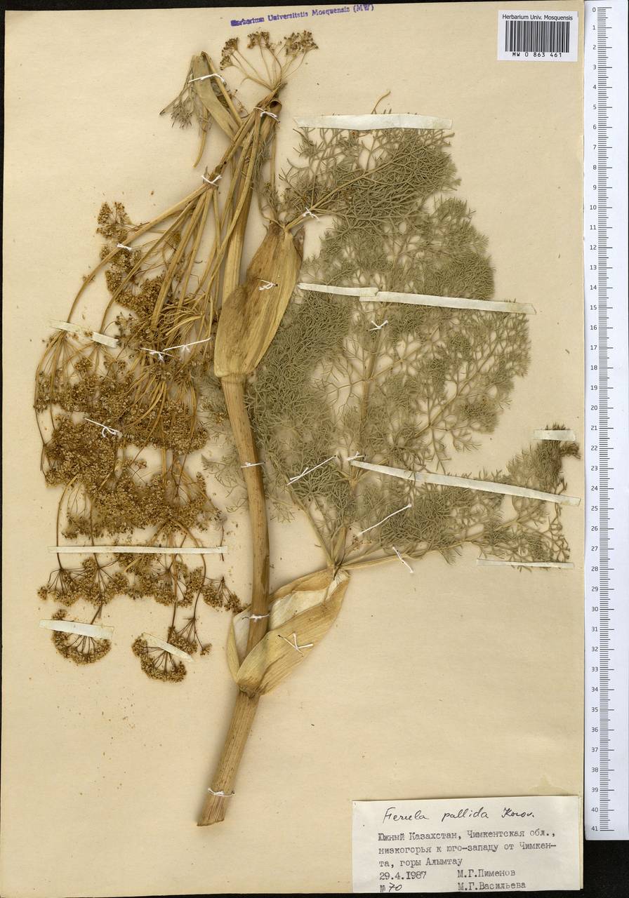 Ferula pallida Korovin, Middle Asia, Western Tian Shan & Karatau (M3) (Kazakhstan)