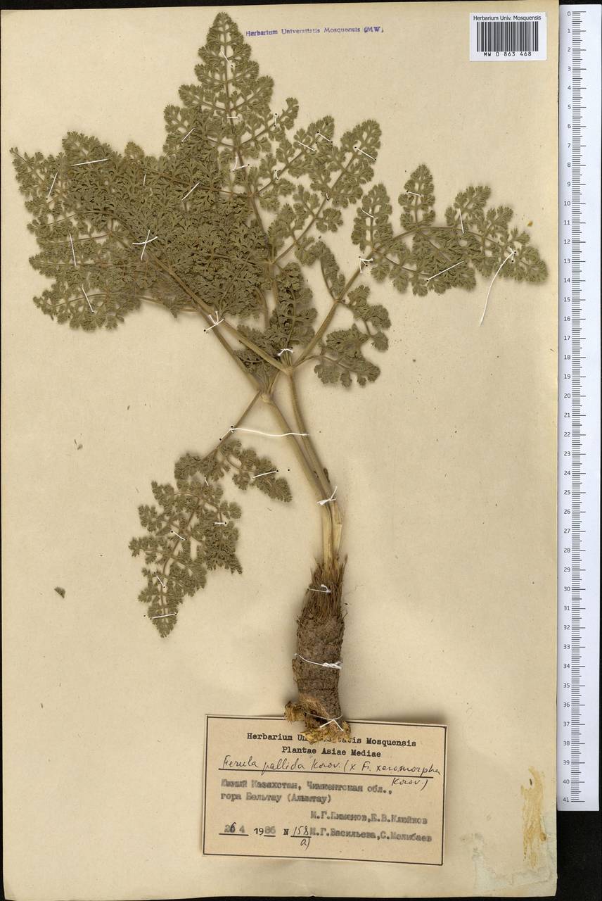 Ferula pallida Korovin, Middle Asia, Syr-Darian deserts & Kyzylkum (M7) (Kazakhstan)