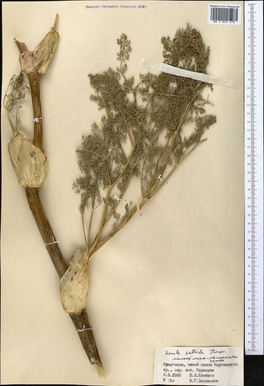 Ferula pallida Korovin, Middle Asia, Western Tian Shan & Karatau (M3) (Kyrgyzstan)