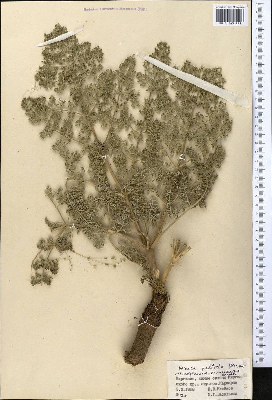 Ferula pallida Korovin, Middle Asia, Western Tian Shan & Karatau (M3) (Kyrgyzstan)
