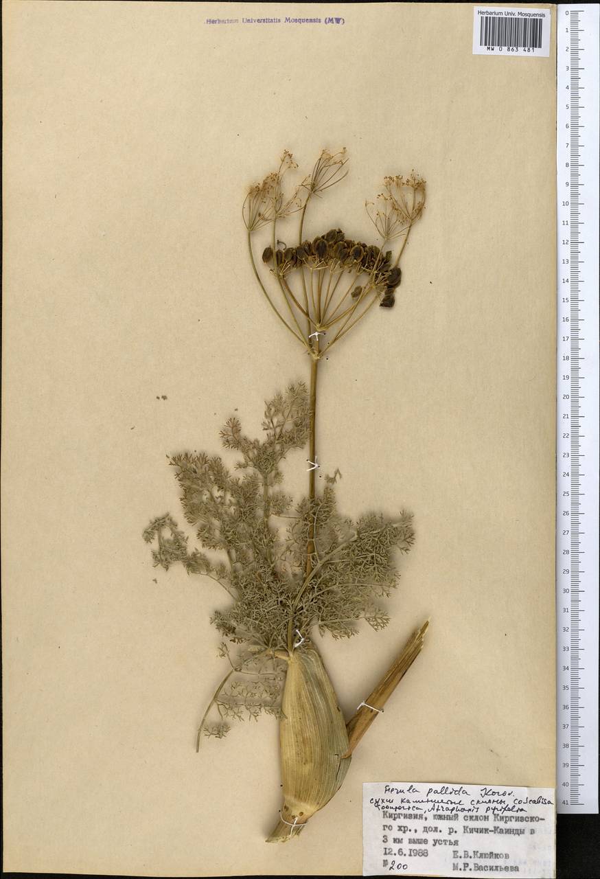 Ferula pallida Korovin, Middle Asia, Northern & Central Tian Shan (M4) (Kyrgyzstan)