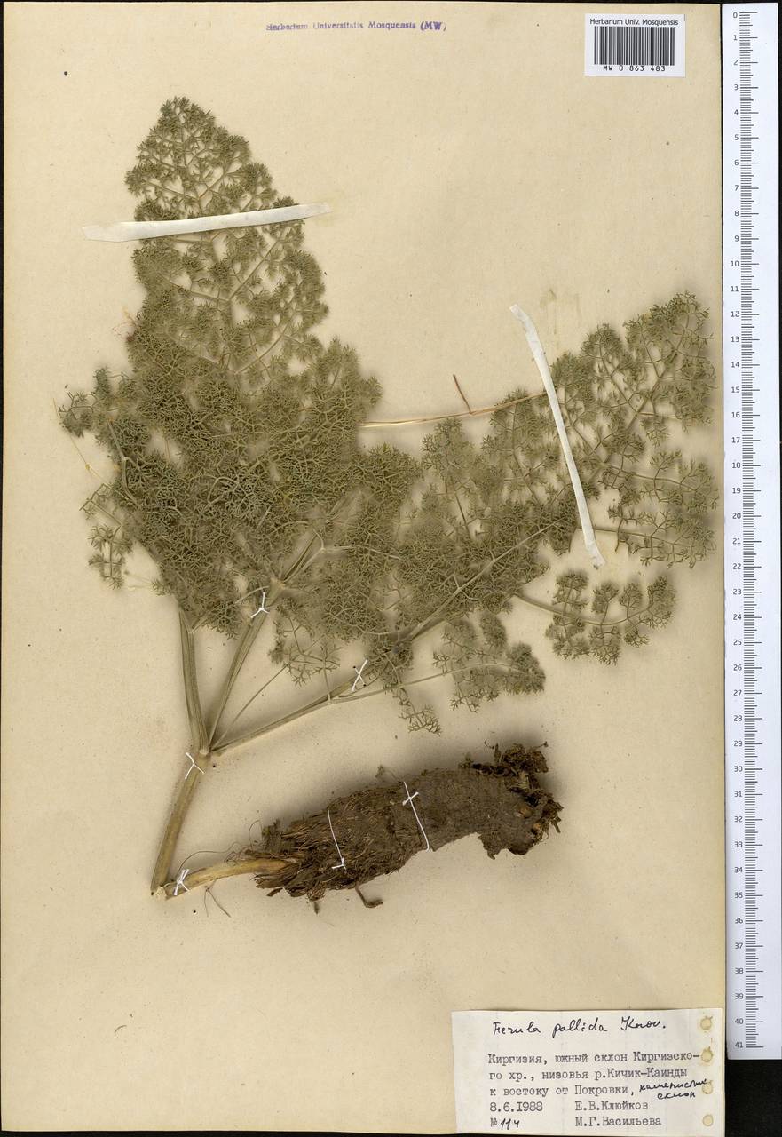 Ferula pallida Korovin, Middle Asia, Northern & Central Tian Shan (M4) (Kyrgyzstan)