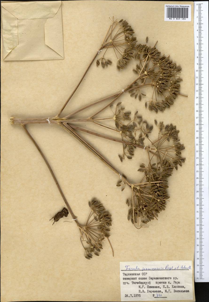 Ferula penninervis Regel & Schmalh., Middle Asia, Pamir & Pamiro-Alai (M2) (Tajikistan)