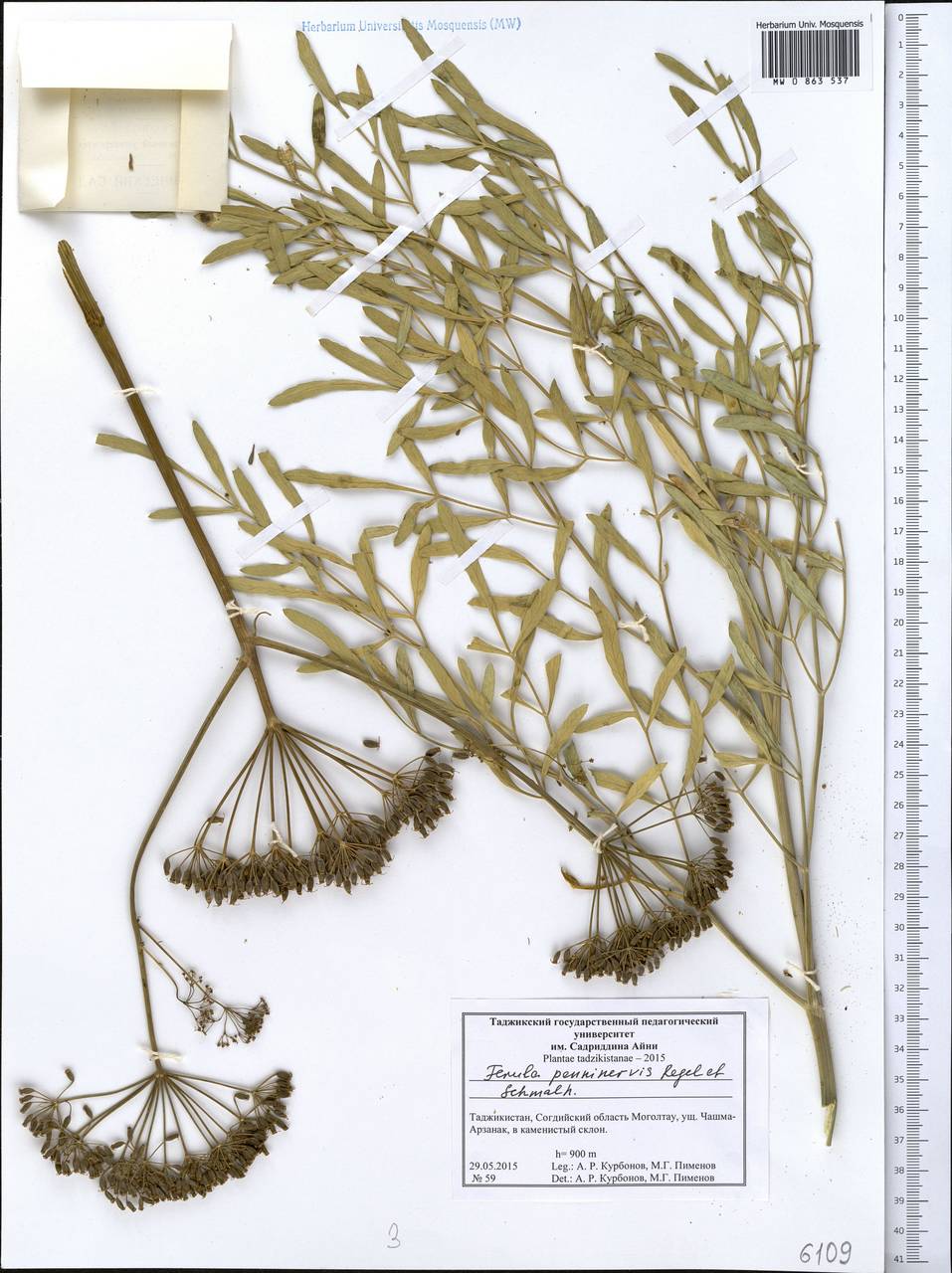 Ferula penninervis Regel & Schmalh., Middle Asia, Western Tian Shan & Karatau (M3) (Tajikistan)