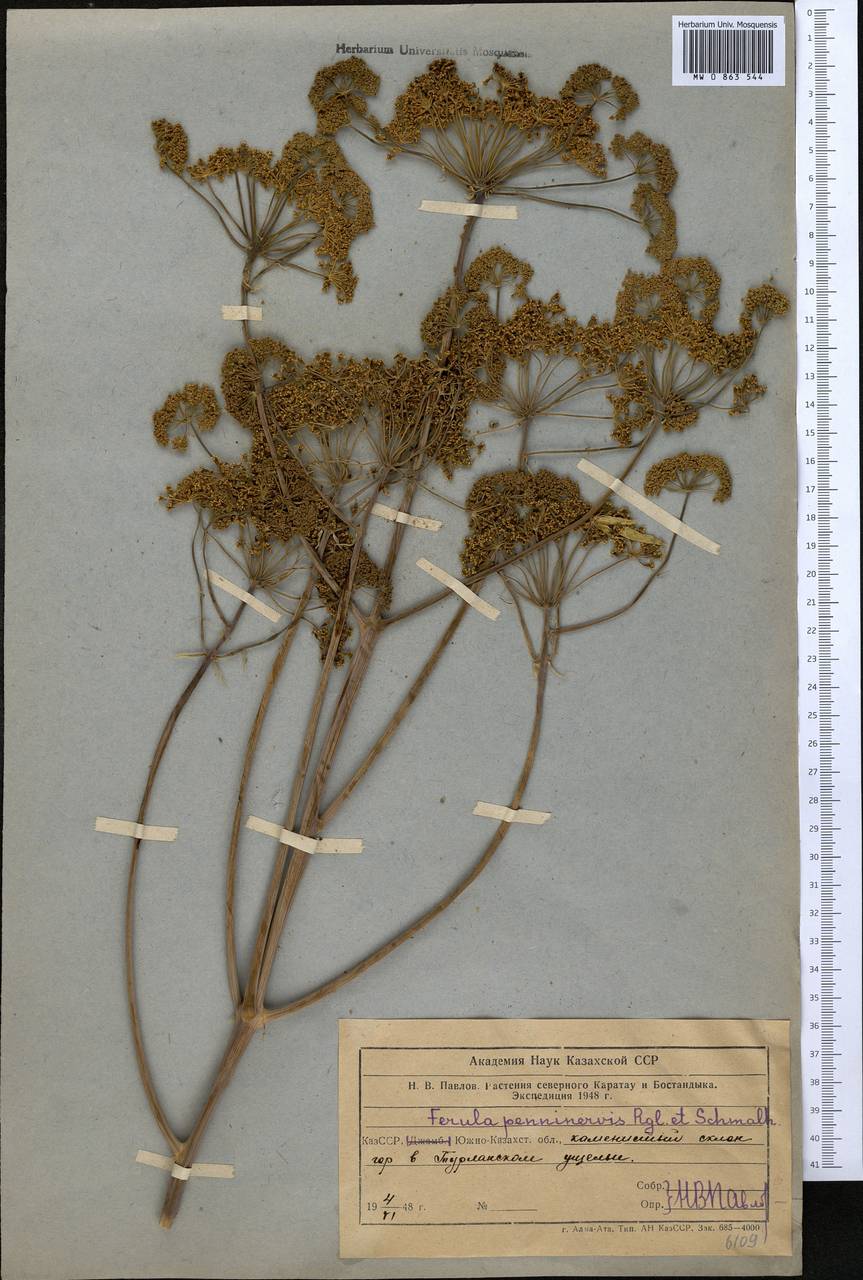 Ferula penninervis Regel & Schmalh., Middle Asia, Western Tian Shan & Karatau (M3) (Kazakhstan)