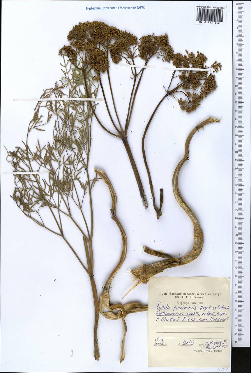 Ferula penninervis Regel & Schmalh., Middle Asia, Western Tian Shan & Karatau (M3) (Tajikistan)