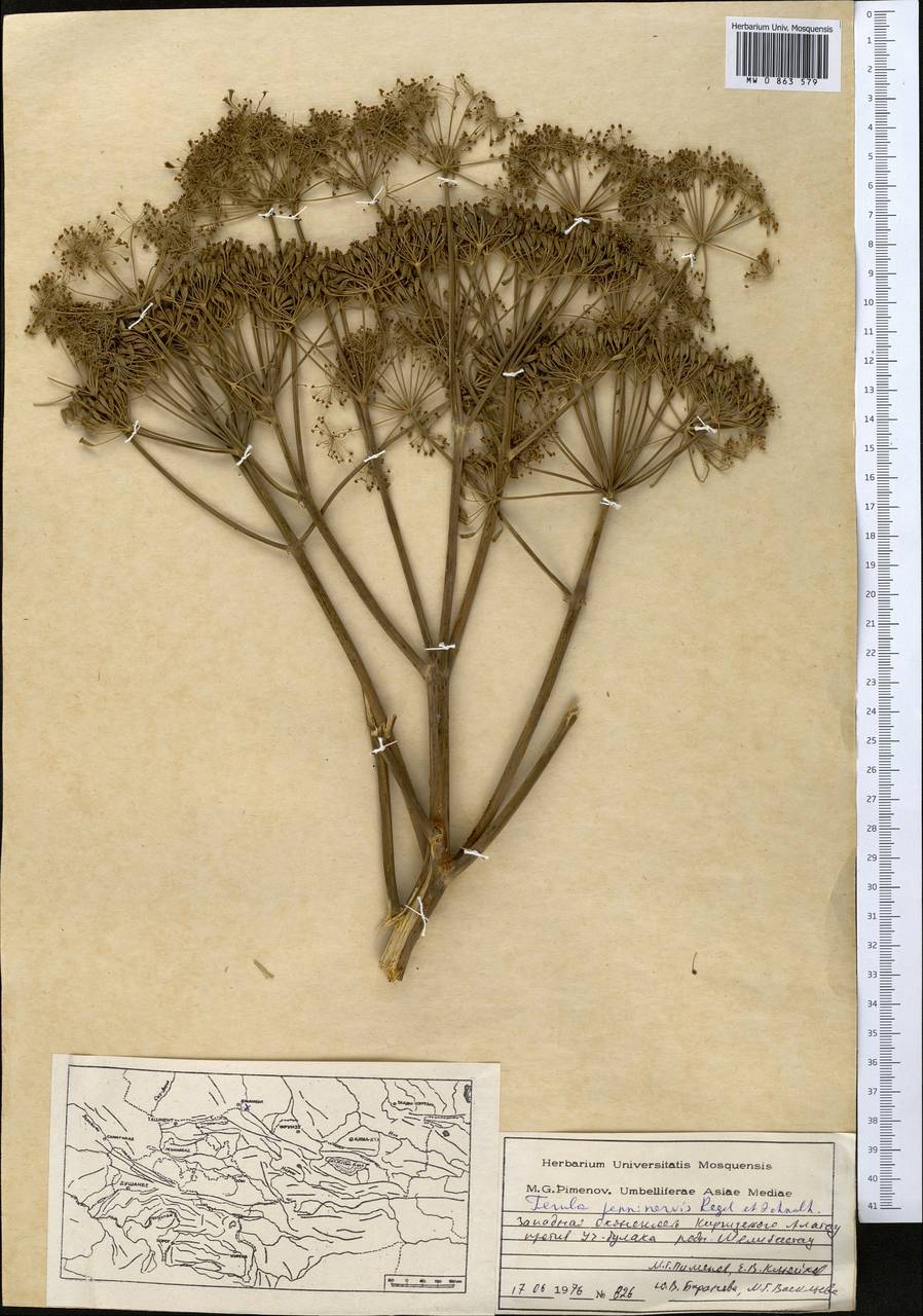Ferula penninervis Regel & Schmalh., Middle Asia, Western Tian Shan & Karatau (M3) (Kazakhstan)