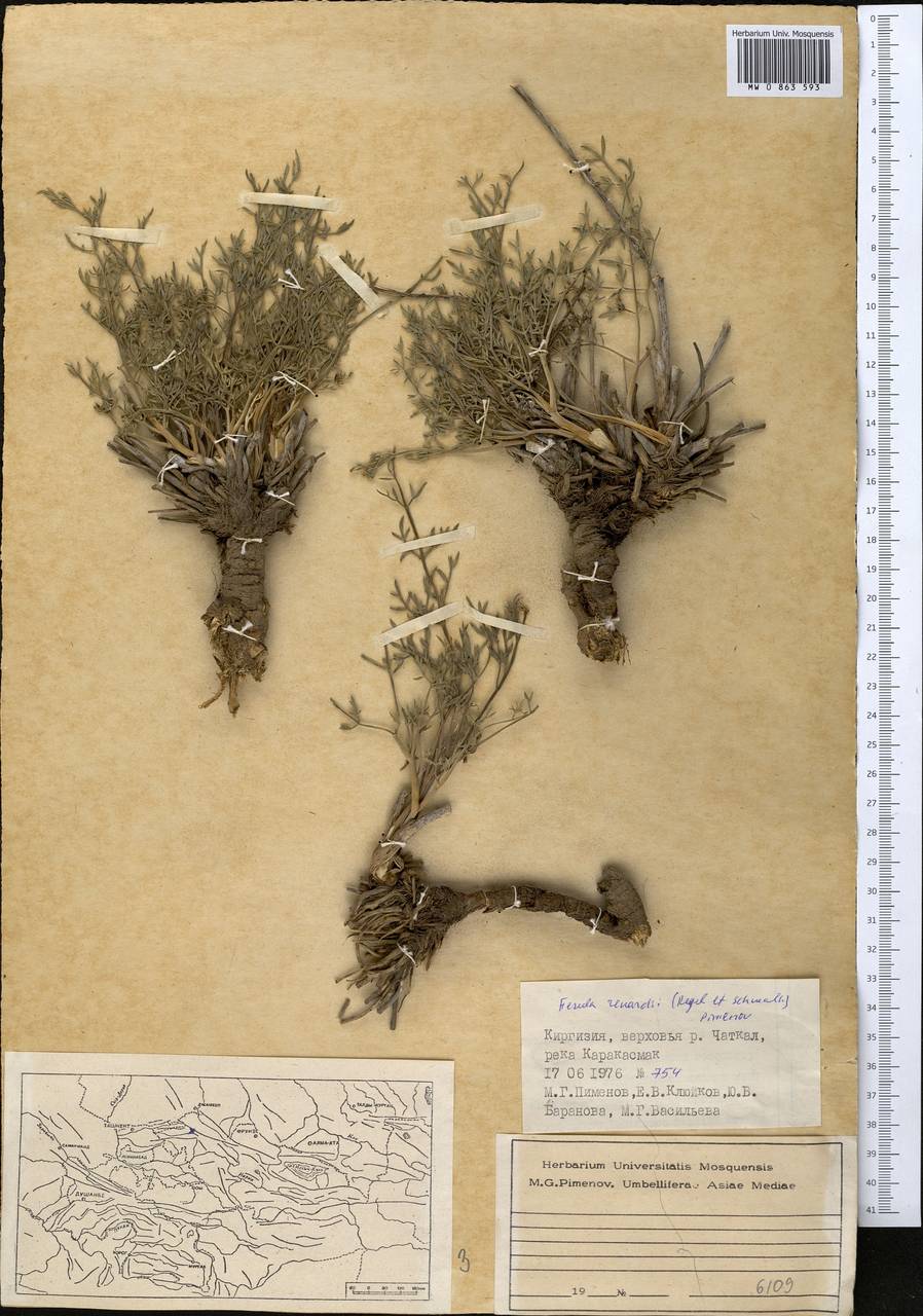 Ferula renardii (Regel & Schmalh.) Pimenov, Middle Asia, Western Tian Shan & Karatau (M3) (Kyrgyzstan)