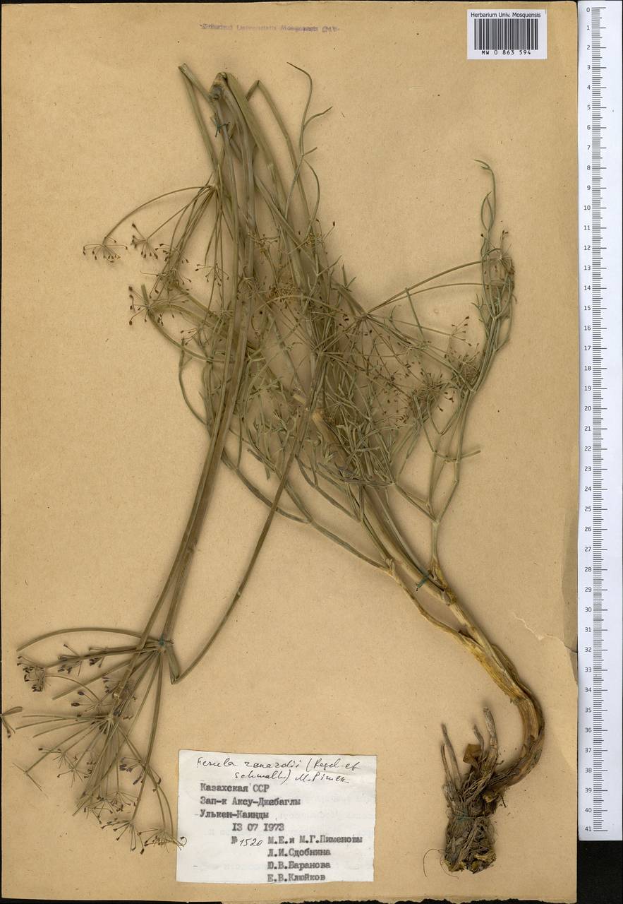 Ferula renardii (Regel & Schmalh.) Pimenov, Middle Asia, Western Tian Shan & Karatau (M3) (Kazakhstan)