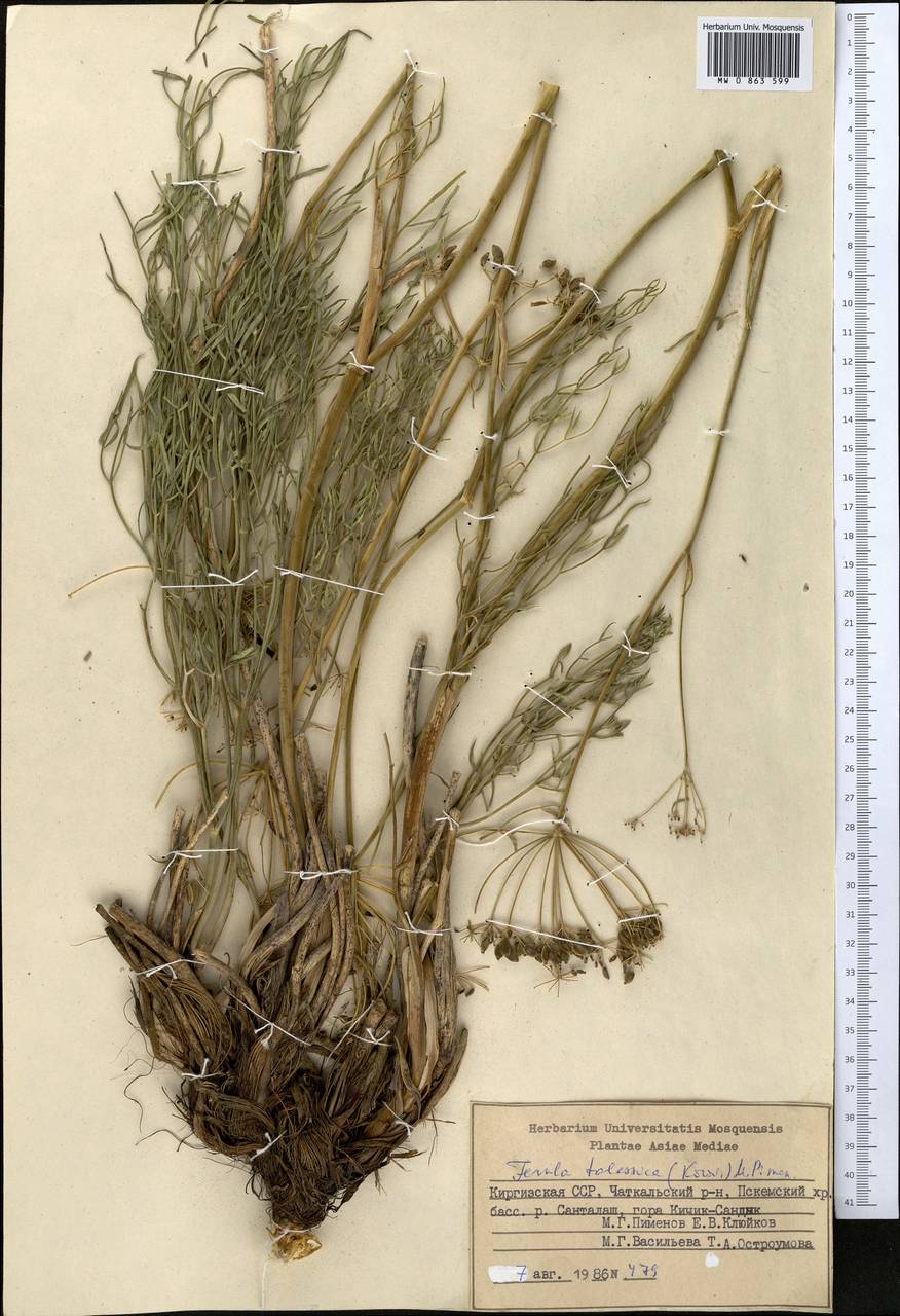 Ferula renardii (Regel & Schmalh.) Pimenov, Middle Asia, Western Tian Shan & Karatau (M3) (Kyrgyzstan)