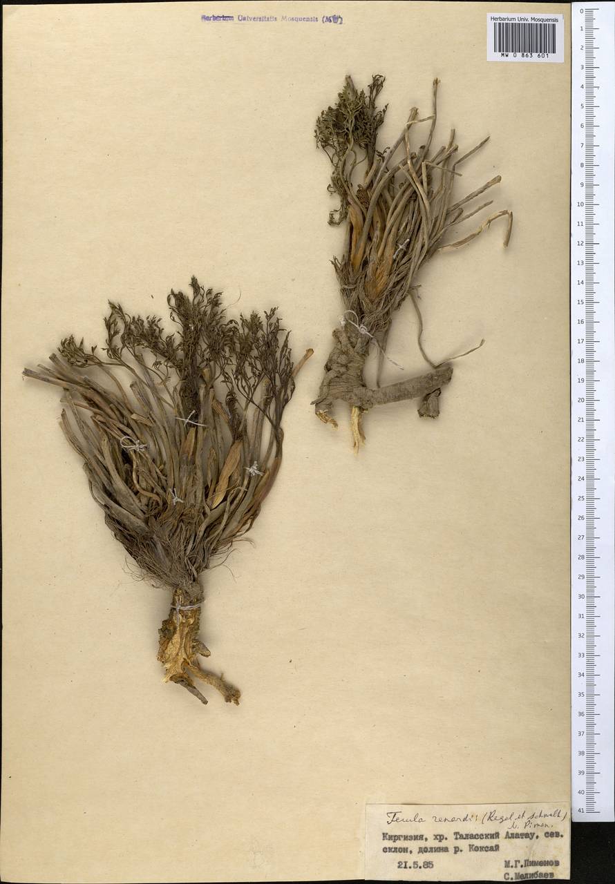 Ferula renardii (Regel & Schmalh.) Pimenov, Middle Asia, Western Tian Shan & Karatau (M3) (Kyrgyzstan)