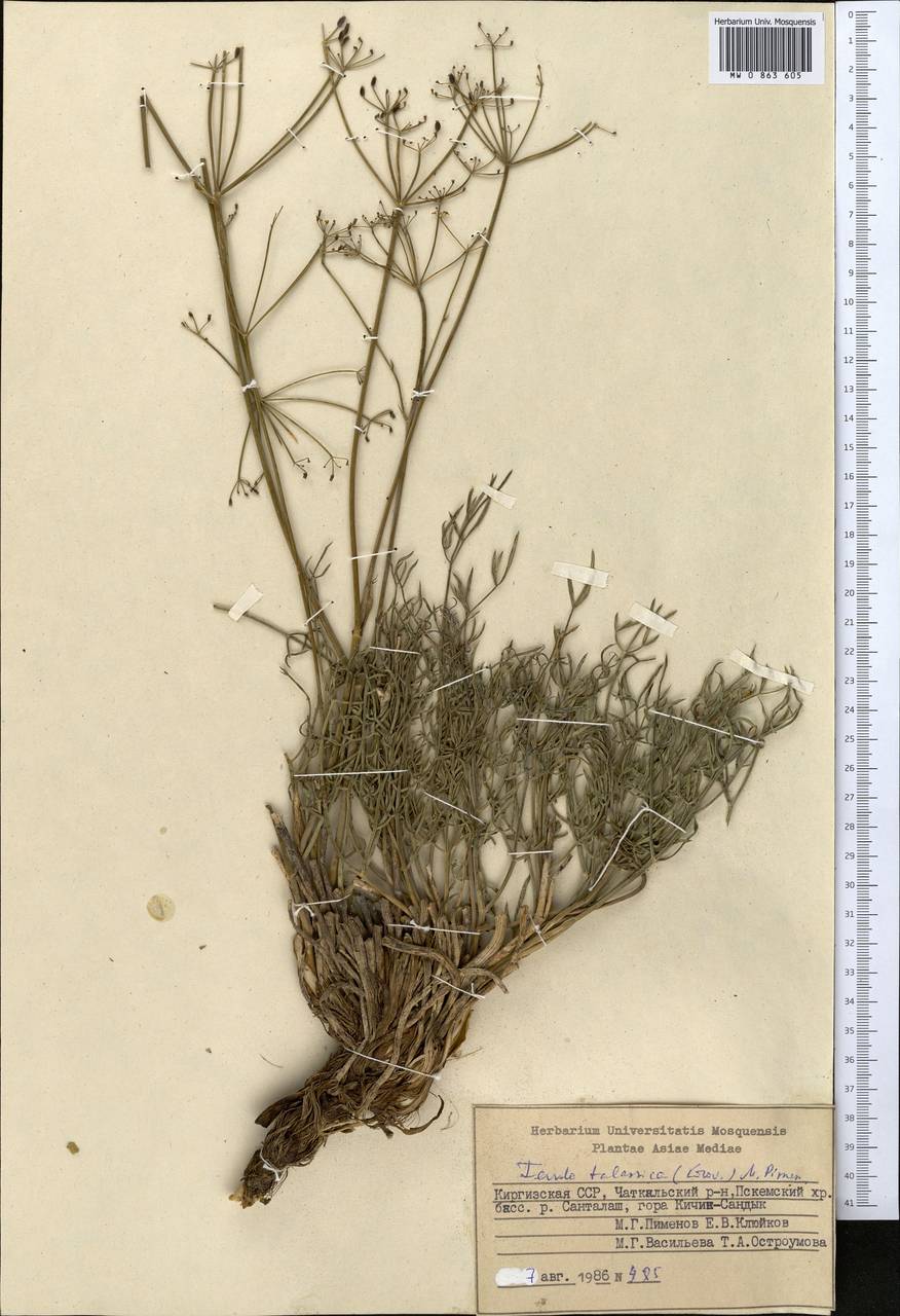 Ferula renardii (Regel & Schmalh.) Pimenov, Middle Asia, Western Tian Shan & Karatau (M3) (Kyrgyzstan)