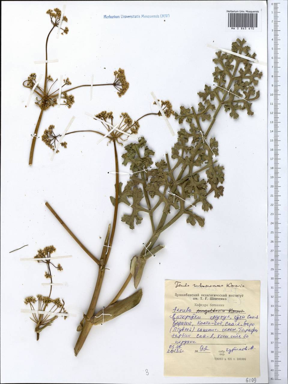 Ferula rubroarenosa Korovin, Middle Asia, Western Tian Shan & Karatau (M3) (Tajikistan)