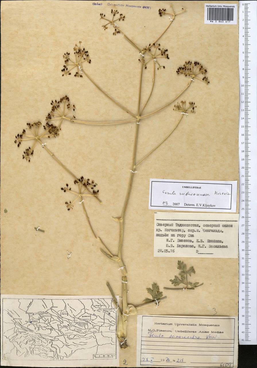 Ferula rubroarenosa Korovin, Middle Asia, Western Tian Shan & Karatau (M3) (Tajikistan)