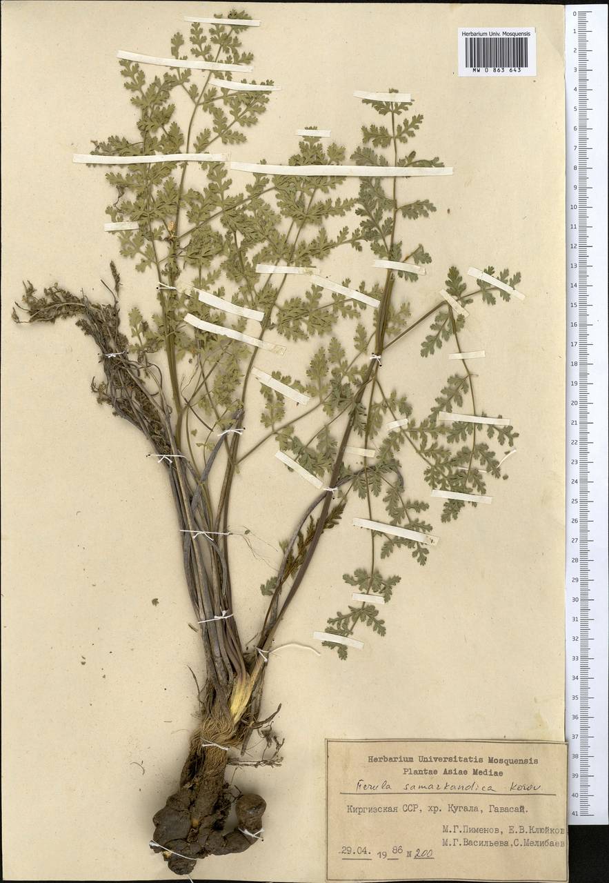 Ferula samarkandica Korovin, Middle Asia, Western Tian Shan & Karatau (M3) (Kyrgyzstan)