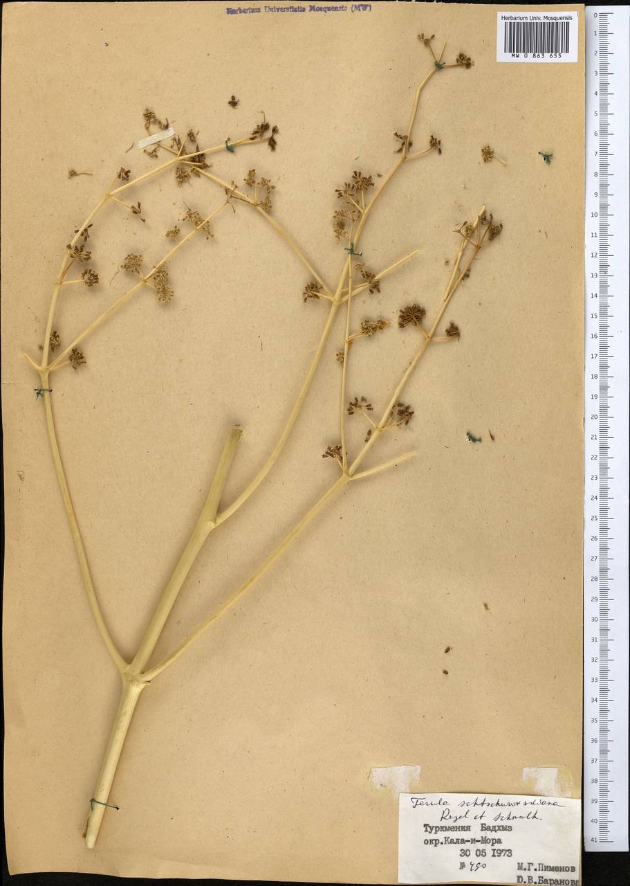 Ferula schtschurowskiana Regel & Schmalh., Middle Asia, Karakum (M6) (Turkmenistan)