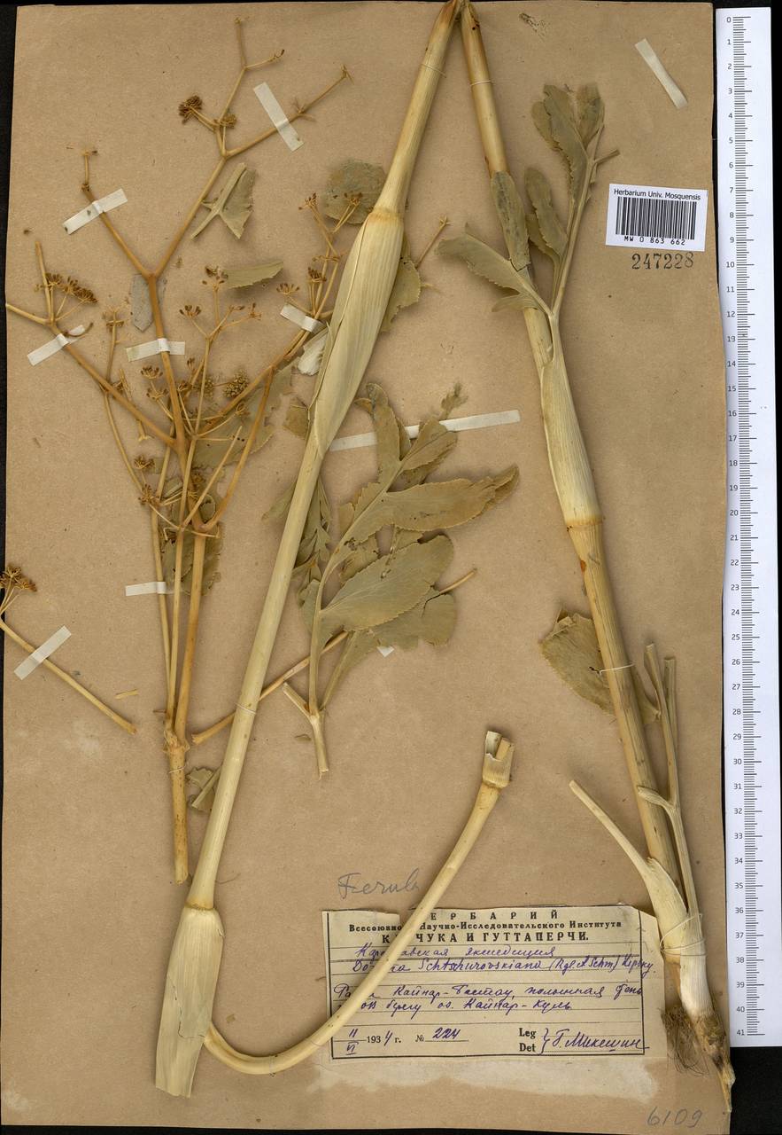 Ferula schtschurowskiana Regel & Schmalh., Middle Asia, Western Tian Shan & Karatau (M3) (Kazakhstan)