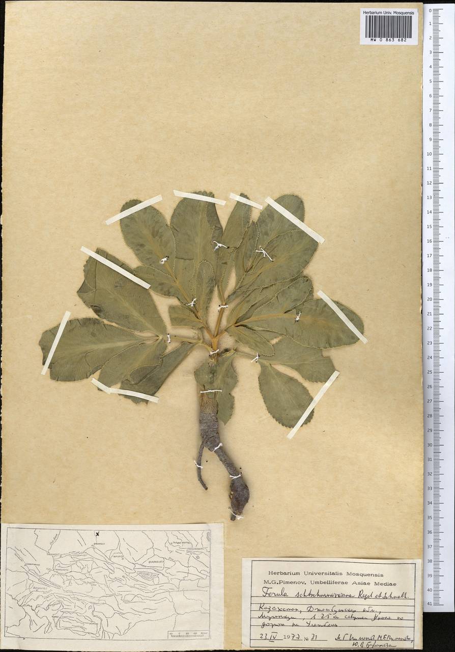 Ferula schtschurowskiana Regel & Schmalh., Middle Asia, Muyunkumy, Balkhash & Betpak-Dala (M9) (Kazakhstan)
