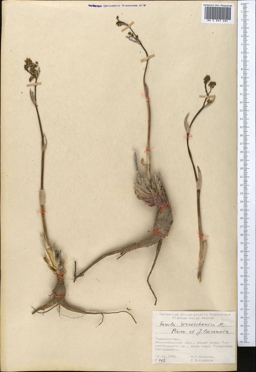 Ferula seravschanica Pimenov & J.V.Baranova, Middle Asia, Pamir & Pamiro-Alai (M2) (Tajikistan)