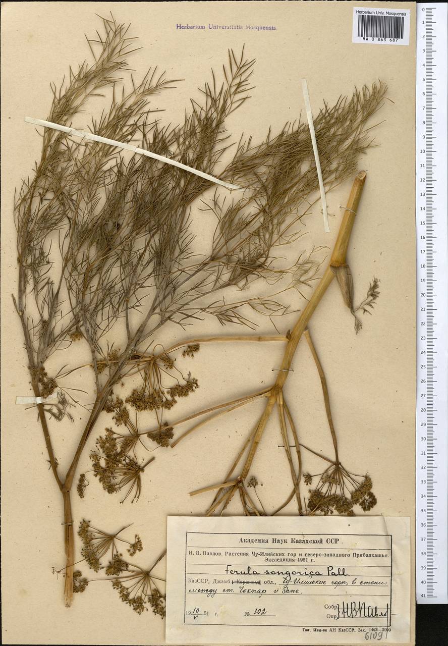 Ferula songarica Pall. ex Schult., Middle Asia, Northern & Central Tian Shan (M4) (Kazakhstan)