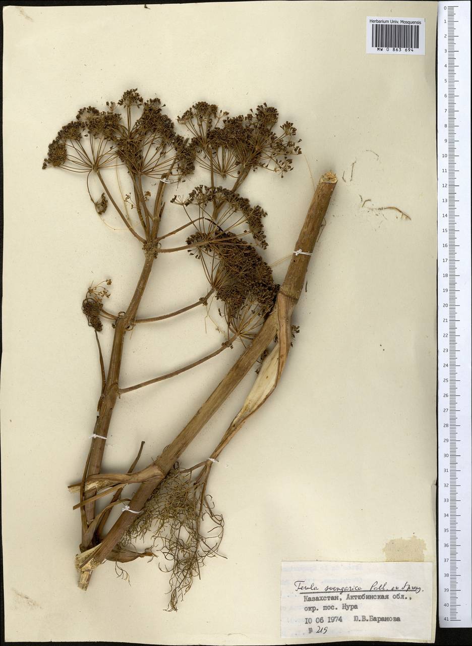Ferula songarica Pall. ex Schult., Middle Asia, Caspian Ustyurt & Northern Aralia (M8) (Kazakhstan)