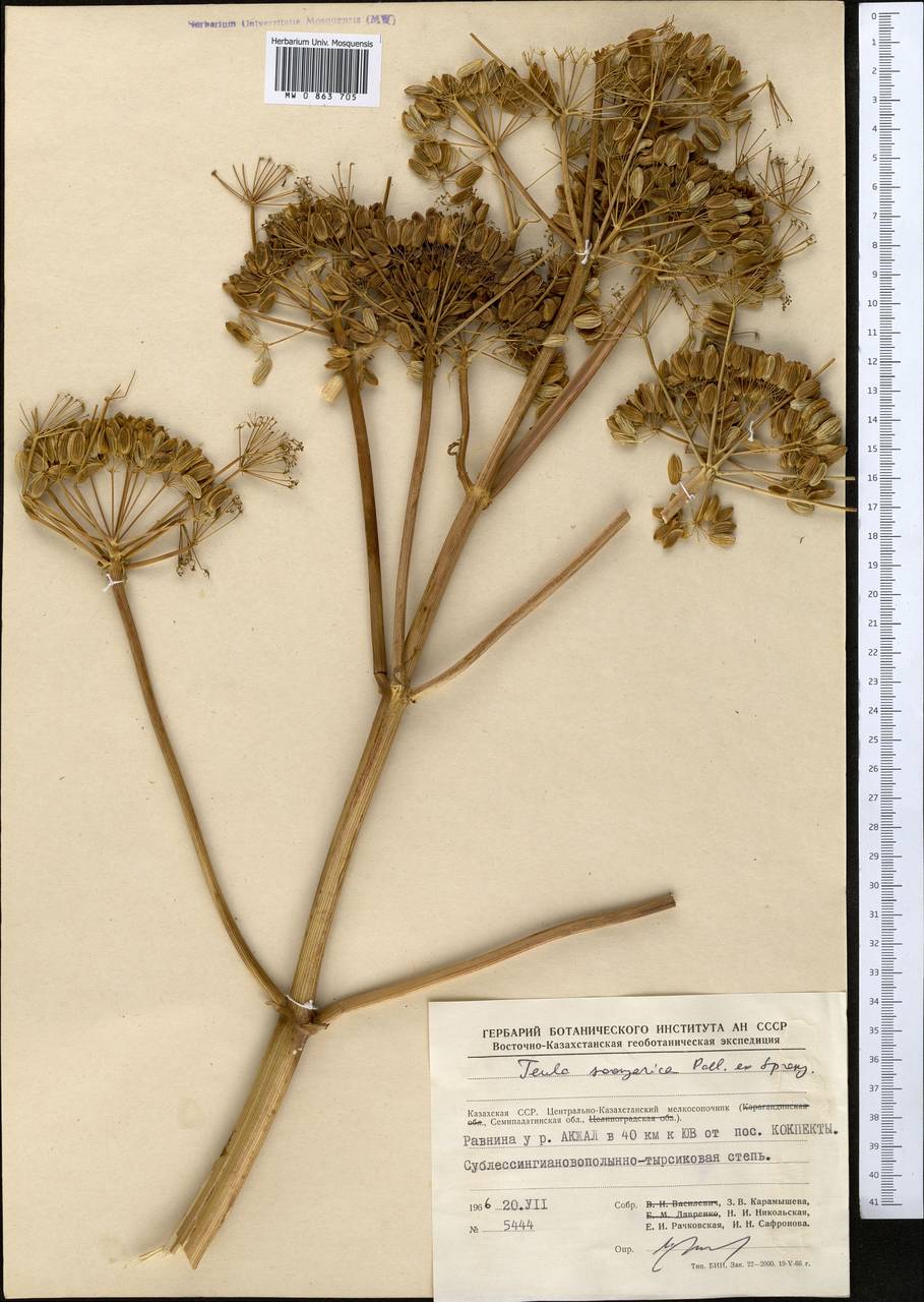 Ferula soongarica Pall. ex Schult., Middle Asia, Muyunkumy, Balkhash & Betpak-Dala (M9) (Kazakhstan)