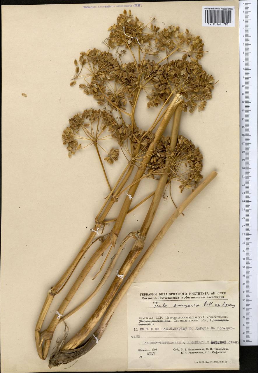 Ferula soongarica Pall. ex Schult., Middle Asia, Muyunkumy, Balkhash & Betpak-Dala (M9) (Kazakhstan)