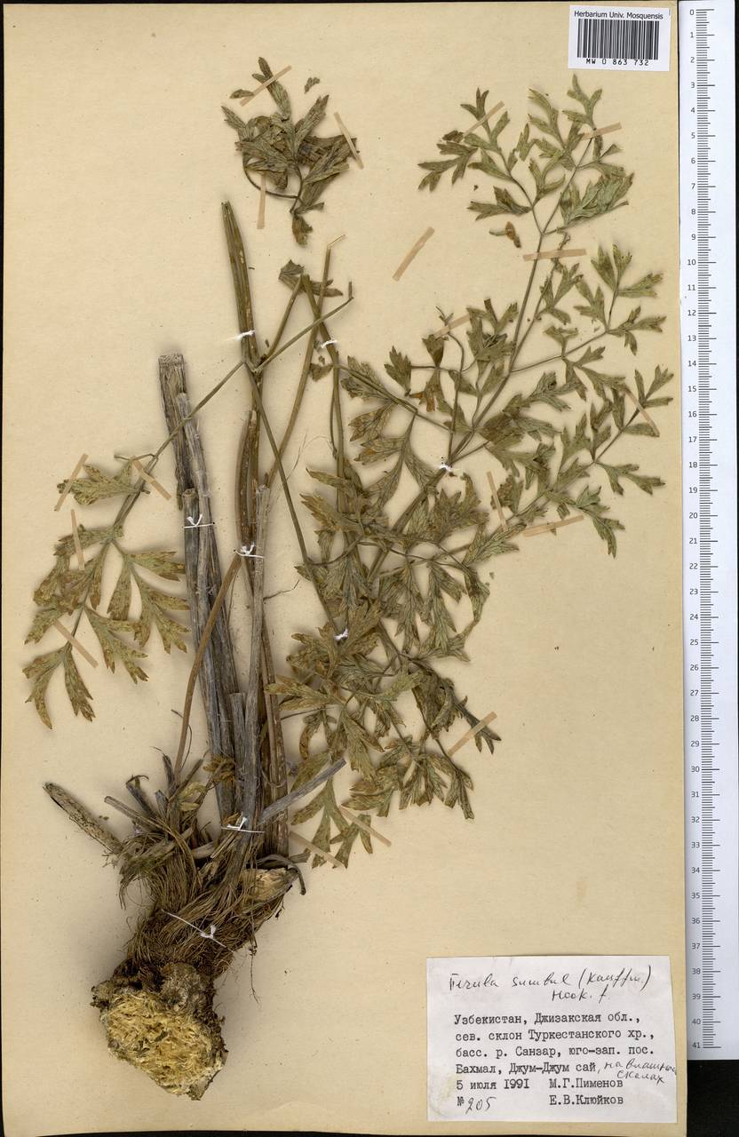 Ferula moschata (H.Reinsch) Koso-Pol., Middle Asia, Pamir & Pamiro-Alai (M2) (Uzbekistan)