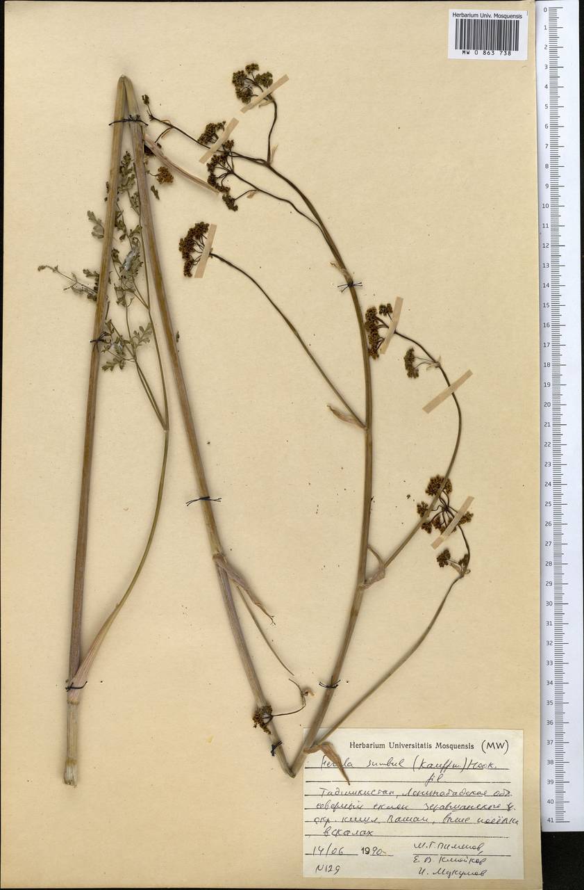 Ferula moschata (Reinsch) Koso-Pol., Middle Asia, Pamir & Pamiro-Alai (M2) (Tajikistan)