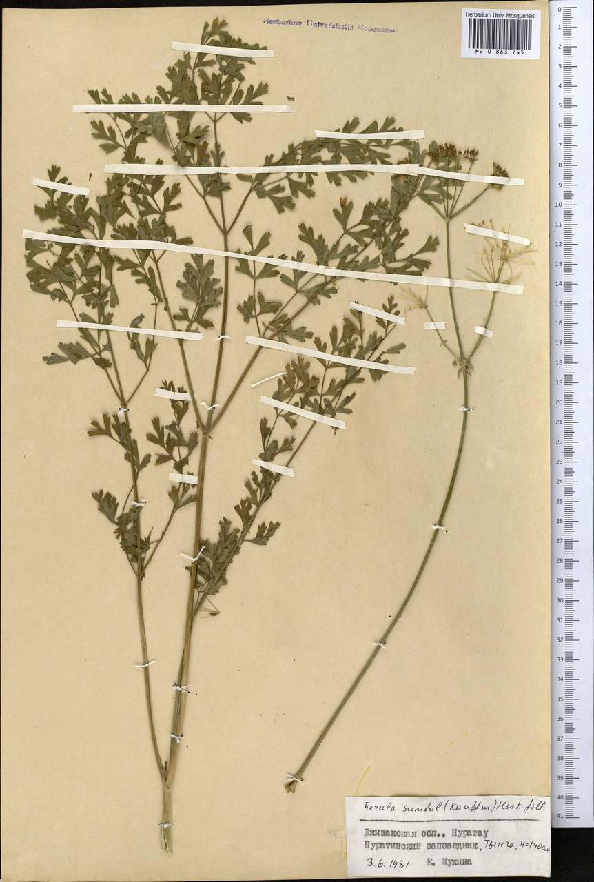 Ferula moschata (H.Reinsch) Koso-Pol., Middle Asia, Pamir & Pamiro-Alai (M2) (Uzbekistan)