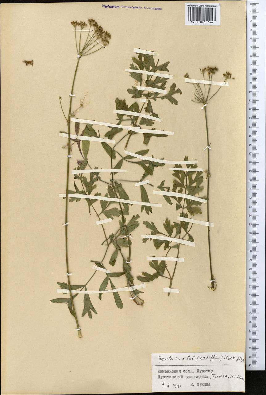Ferula moschata (H.Reinsch) Koso-Pol., Middle Asia, Pamir & Pamiro-Alai (M2) (Uzbekistan)