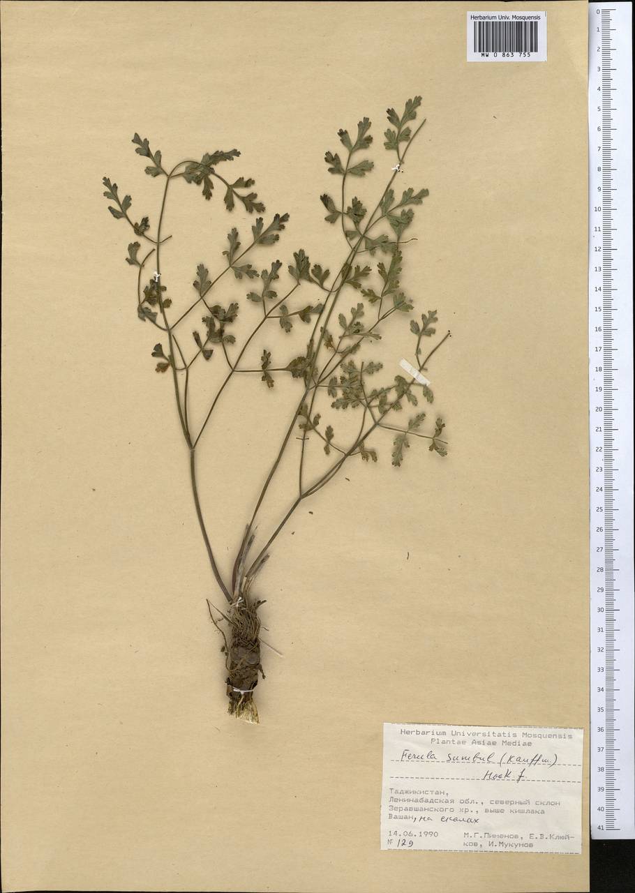 Ferula moschata (Reinsch) Koso-Pol., Middle Asia, Pamir & Pamiro-Alai (M2) (Tajikistan)