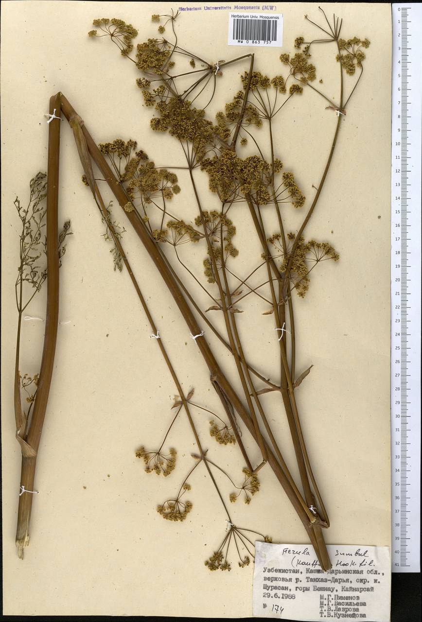 Ferula moschata (Reinsch) Koso-Pol., Middle Asia, Pamir & Pamiro-Alai (M2) (Uzbekistan)