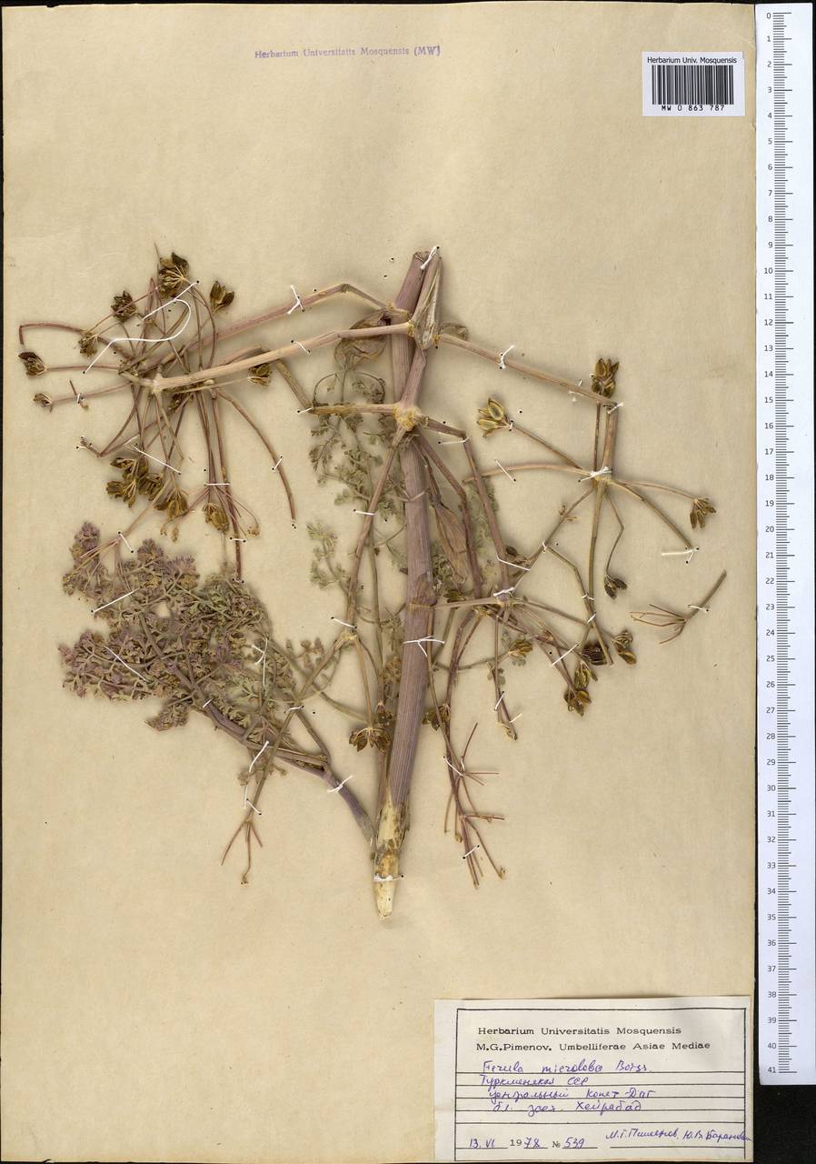 Ferula szowitsiana DC., Middle Asia, Kopet Dag, Badkhyz, Small & Great Balkhan (M1) (Turkmenistan)