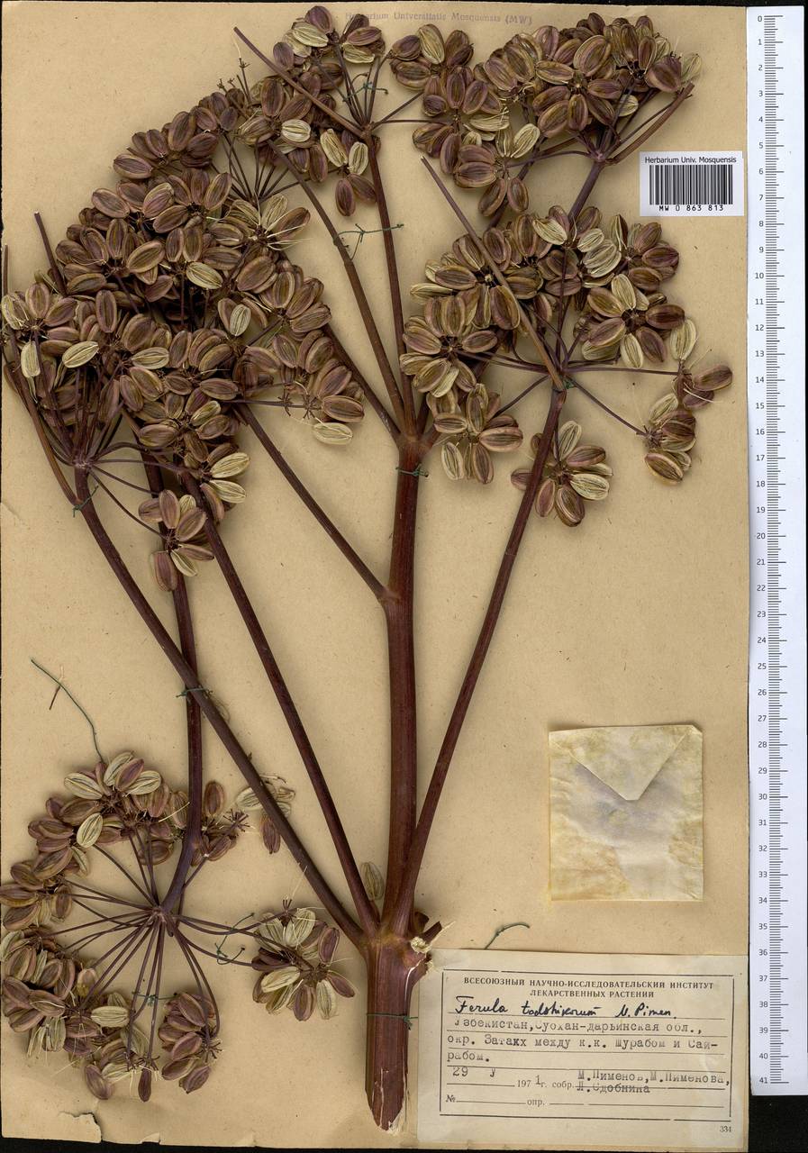 Ferula tadshikorum Pimenov, Middle Asia, Pamir & Pamiro-Alai (M2) (Uzbekistan)