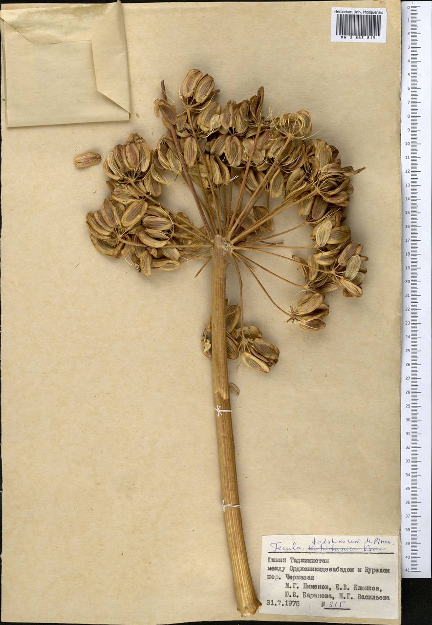 Ferula tadshikorum Pimenov, Middle Asia, Pamir & Pamiro-Alai (M2) (Tajikistan)