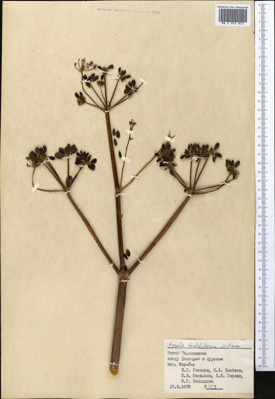 Ferula tadshikorum Pimenov, Middle Asia, Pamir & Pamiro-Alai (M2) (Tajikistan)