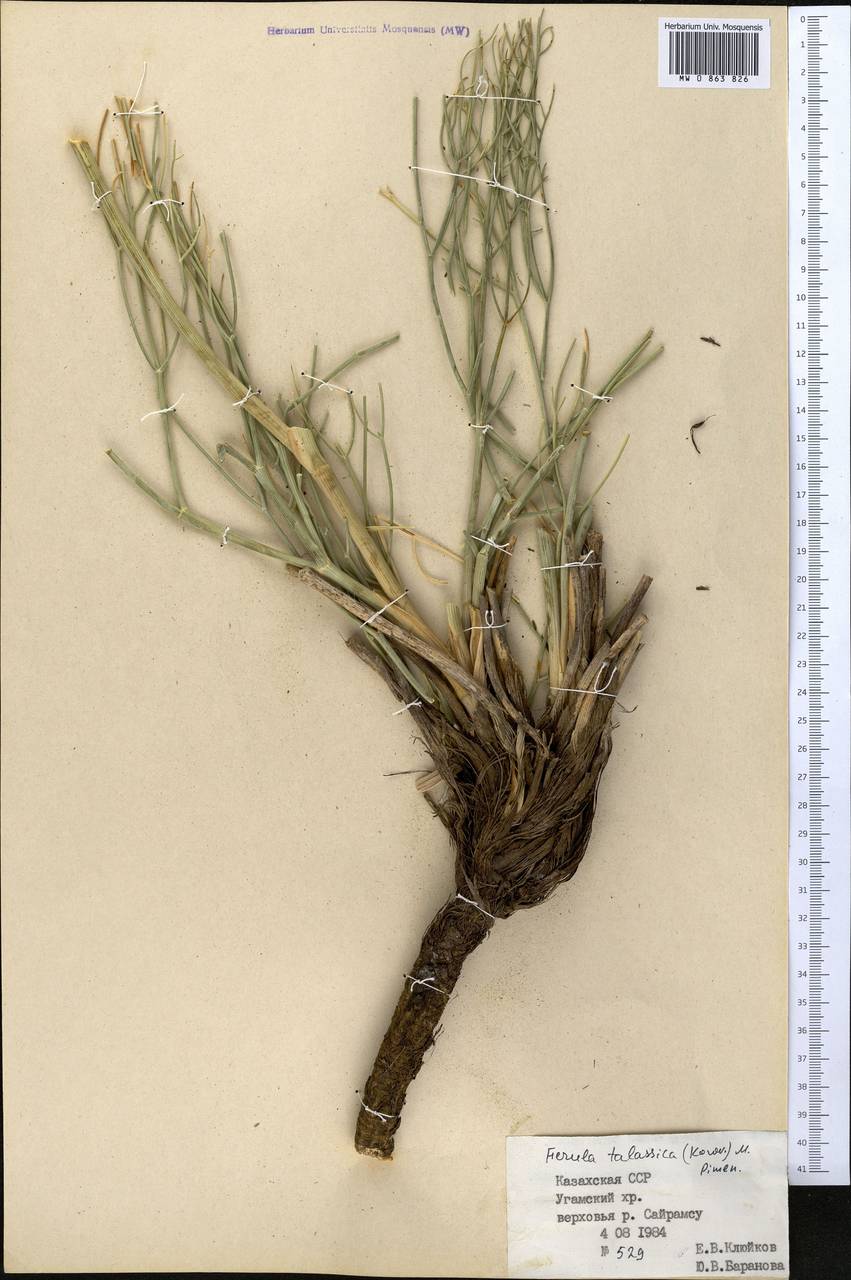 Ferula renardii (Regel & Schmalh.) Pimenov, Middle Asia, Western Tian Shan & Karatau (M3) (Kazakhstan)