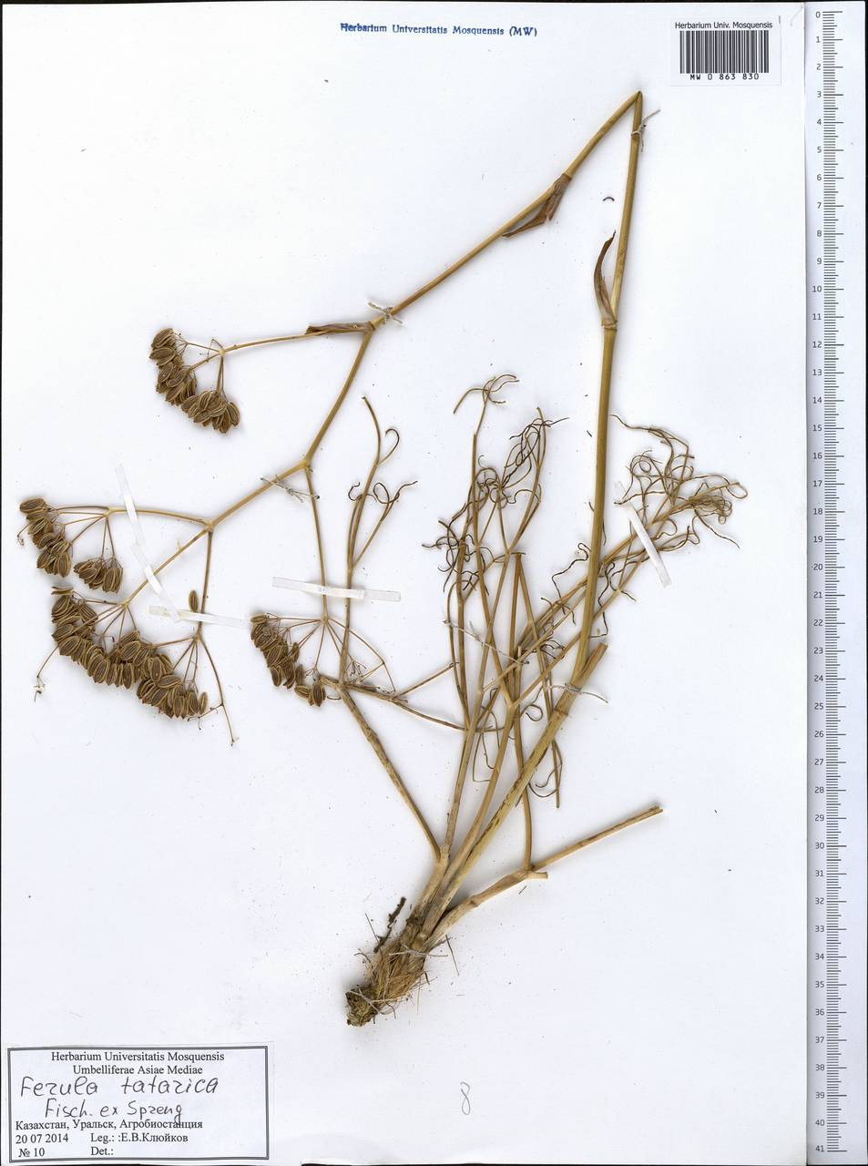 Ferula tatarica Fisch. ex Spreng., Middle Asia, Caspian Ustyurt & Northern Aralia (M8) (Kazakhstan)