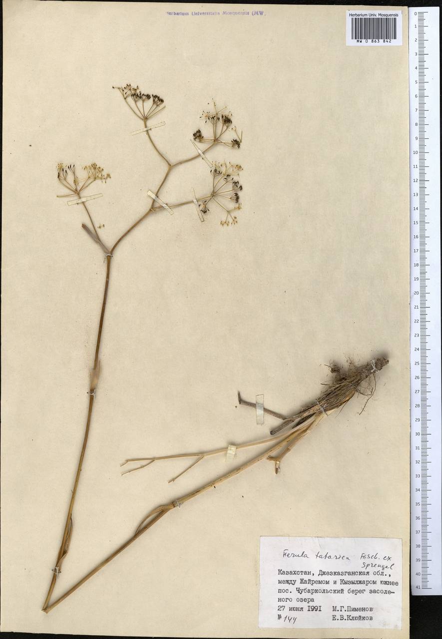 Ferula tatarica Fisch. ex Spreng., Middle Asia, Muyunkumy, Balkhash & Betpak-Dala (M9) (Kazakhstan)