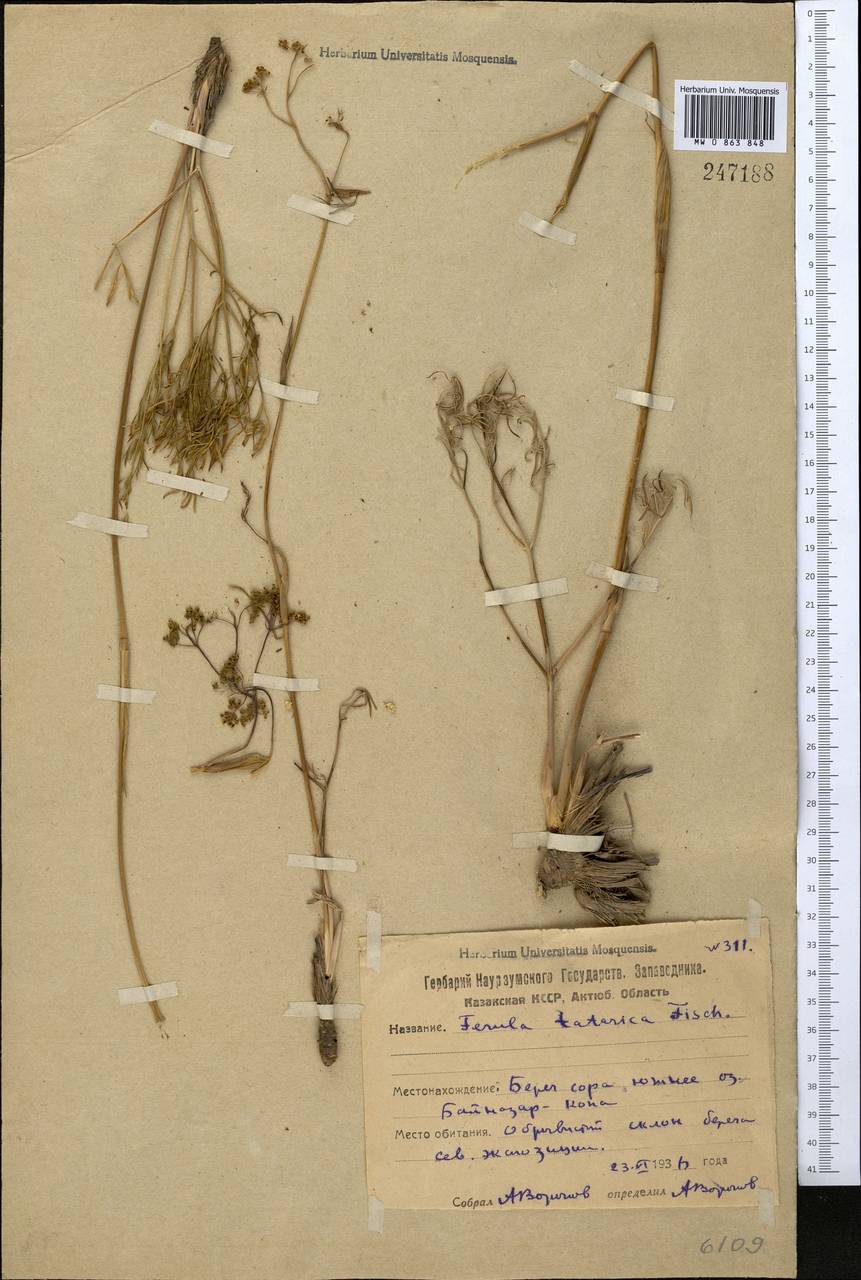 Ferula tatarica Fisch. ex Spreng., Middle Asia, Northern & Central Kazakhstan (M10) (Kazakhstan)