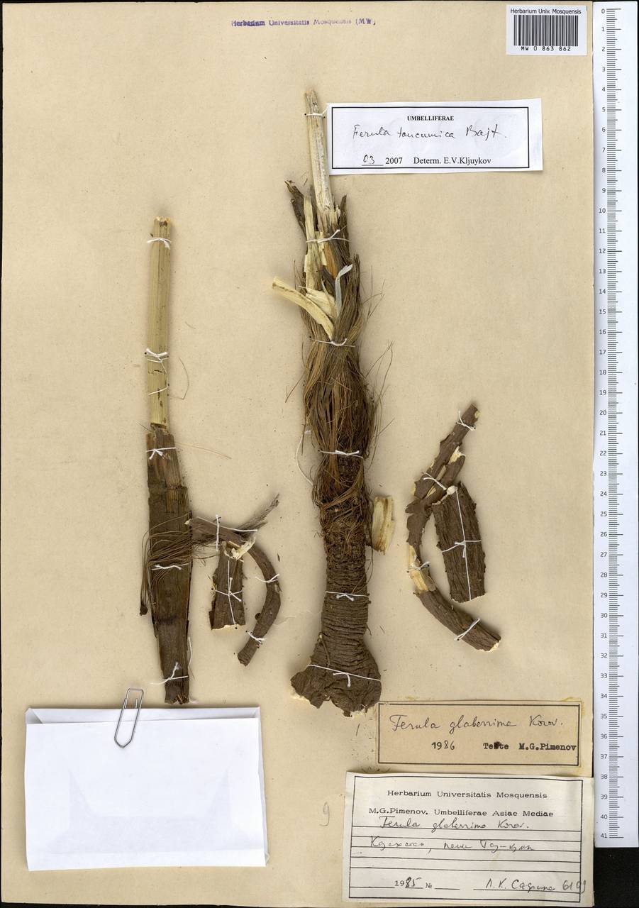 Ferula taucumica Bajtenov, Middle Asia, Muyunkumy, Balkhash & Betpak-Dala (M9) (Kazakhstan)