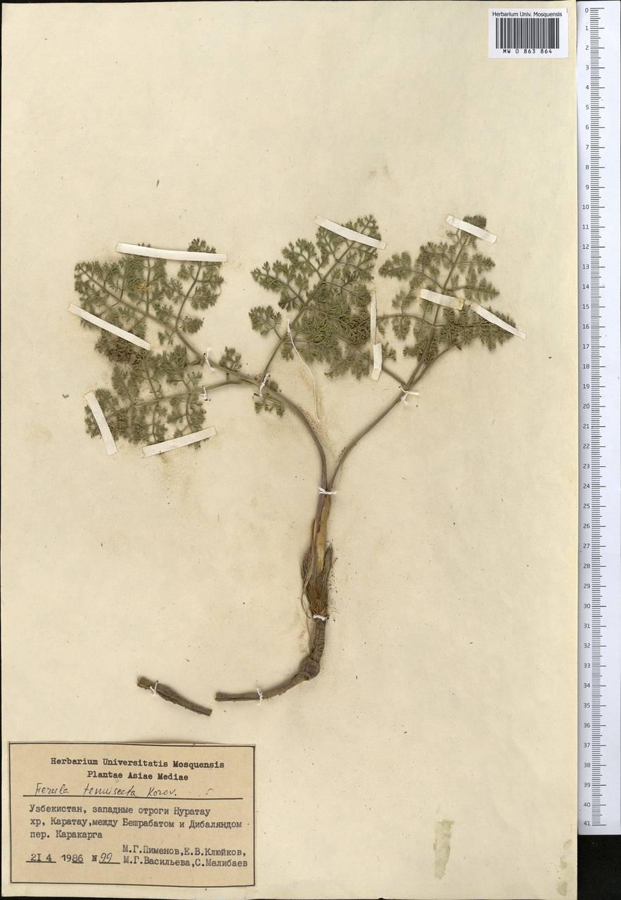 Ferula tenuisecta Korovin ex Pavlov, Middle Asia, Pamir & Pamiro-Alai (M2) (Uzbekistan)